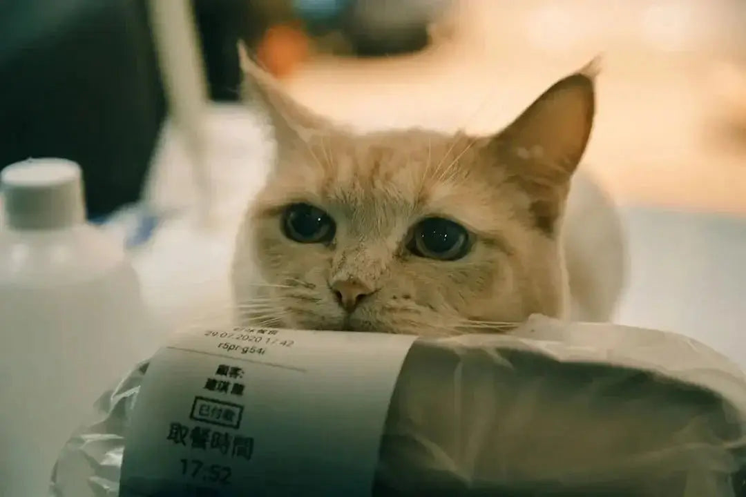 Which retailers offer comprehensive pet supply selections