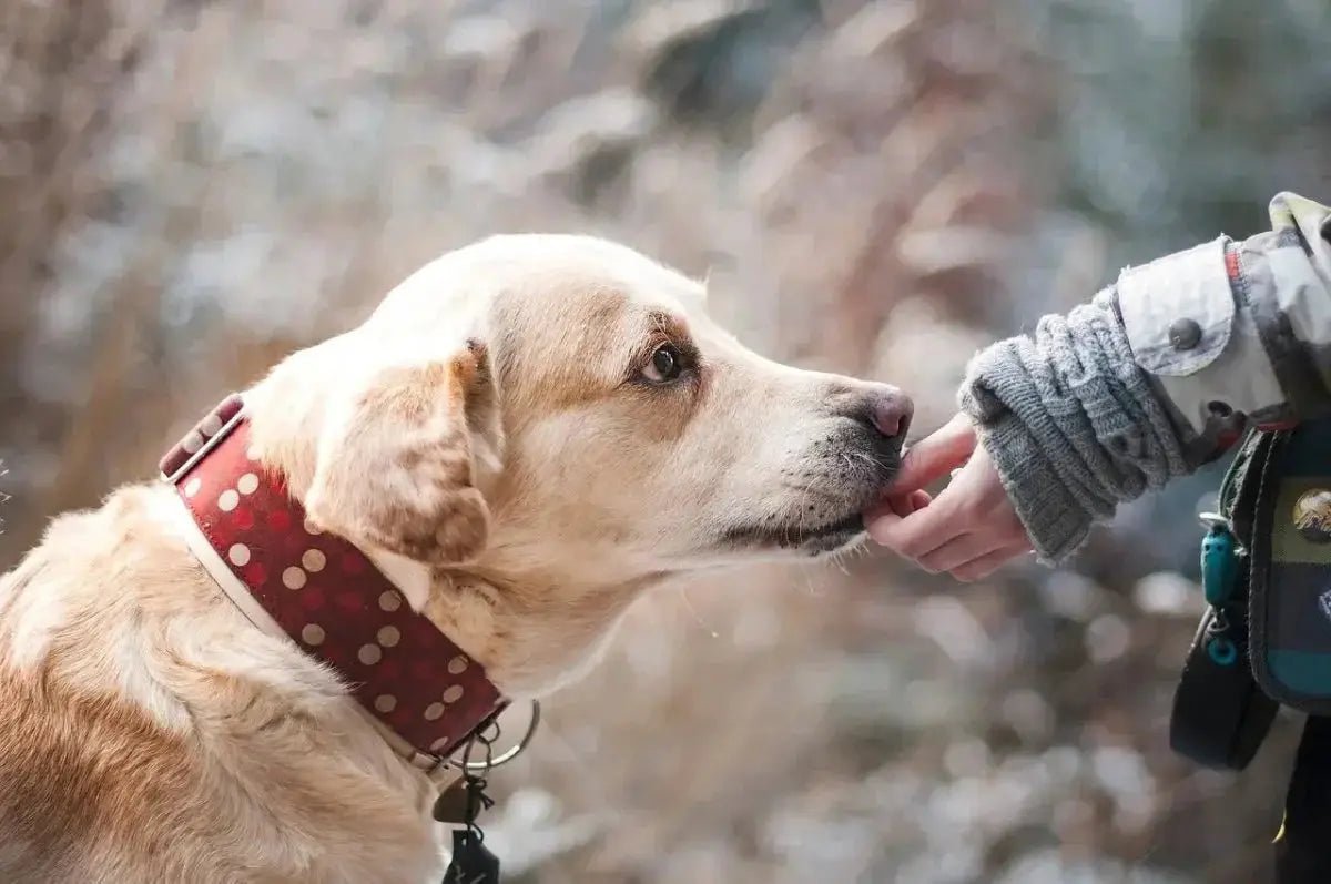 Revolutionize Your Pet's Nutrition with Talis Us Premium Natural Pet Food