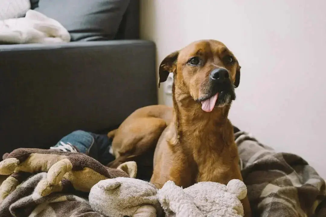 Senior dog food for sensitive stomach