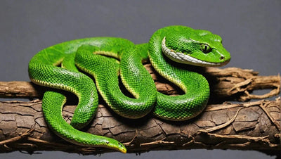 Snake Reptile Store - Find the Perfect Reptile for Your Home - Talis Us