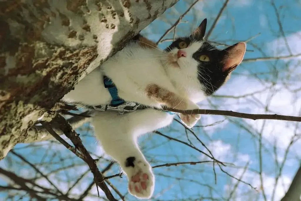 Spin Kitty Cat Exerciser Tree - Perfect for Fun Fitness