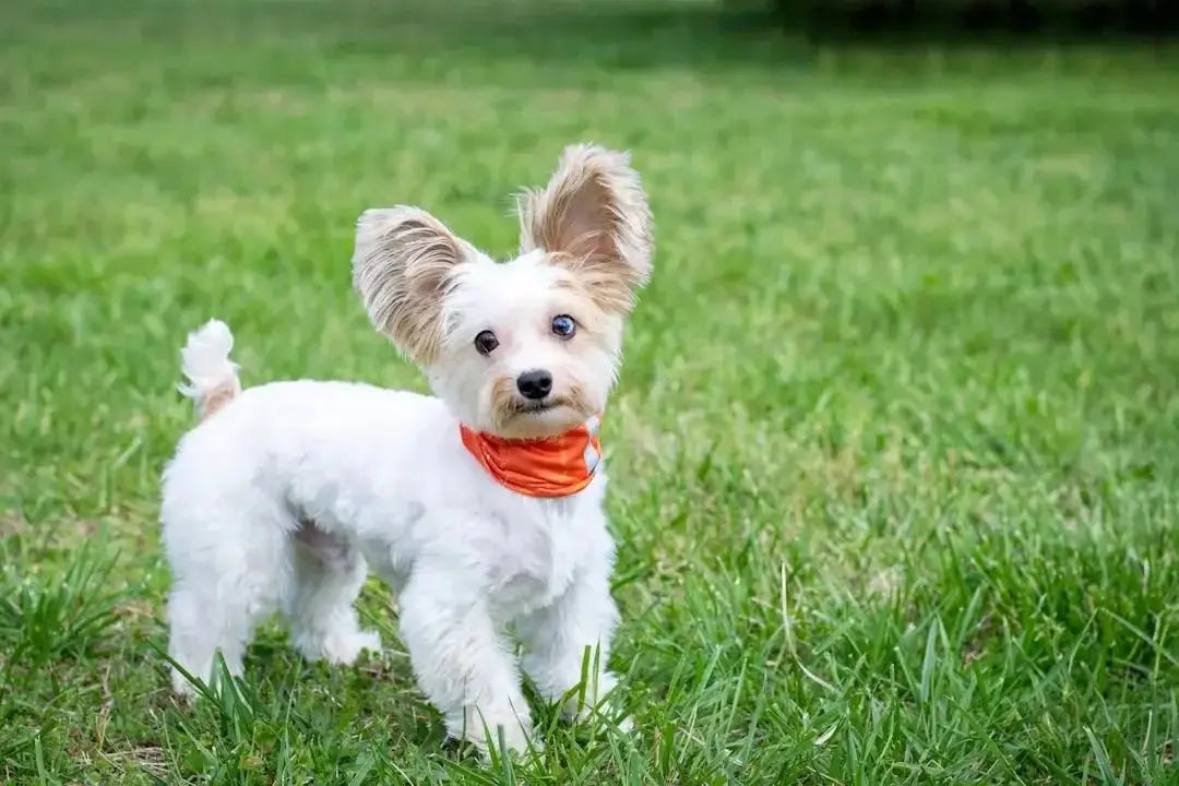 Stylish Dog Scarves for Every Season