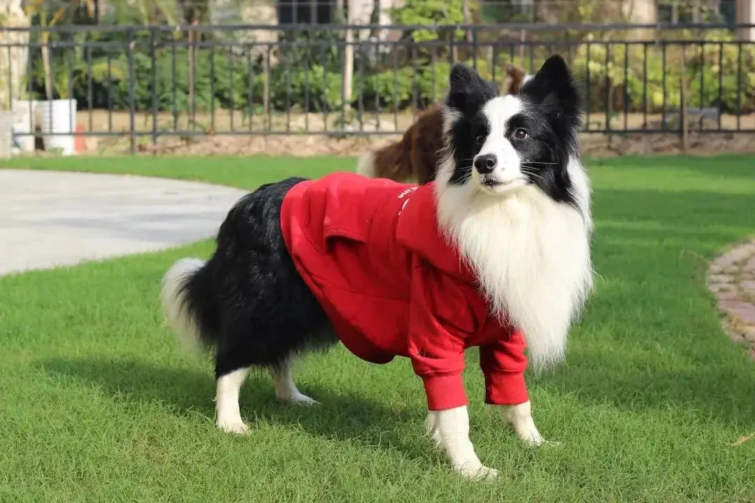 Stylish Doggie Clothing for Every Season