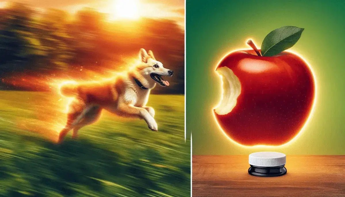 Support Your Dog's Joint Health with Hip and Joint Supplements