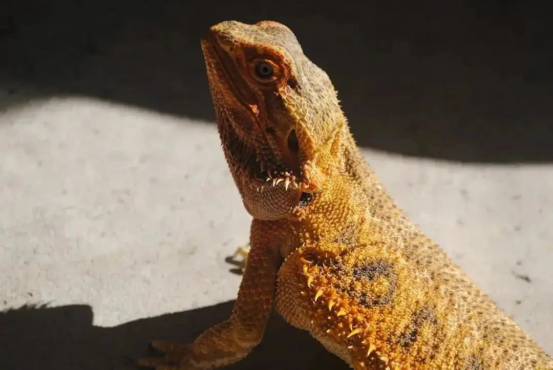 How to take care of a bearded dragon