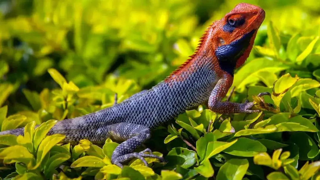 Does Talis Us provide products for birds reptiles and small animals