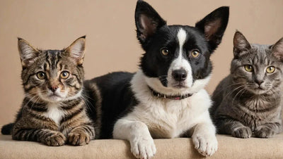 Talis-us Dog & Cat Store - Your One-Stop Shop for Dogs and Cats - Talis Us