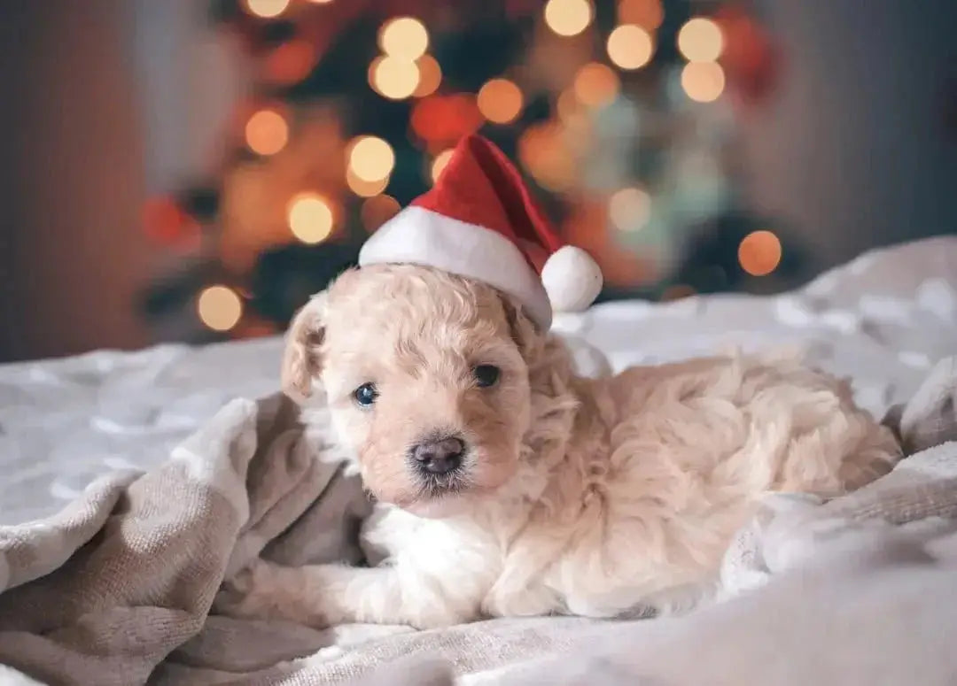 Talis-us: Your Go-To Online Pet Supply Partner