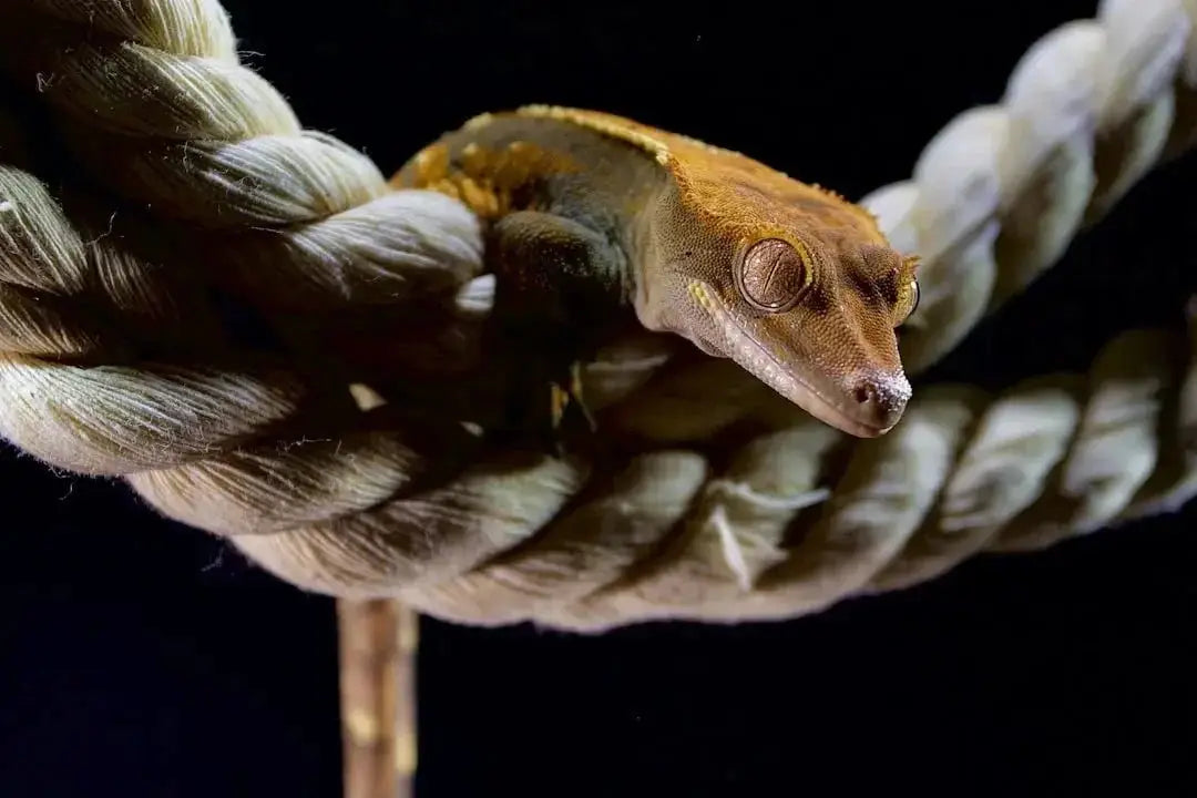 What temperature do crested geckos need