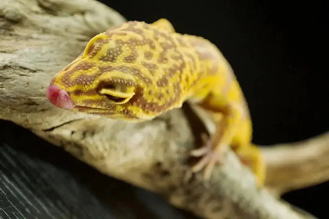Temperature and Humidity in Gecko Enclosures