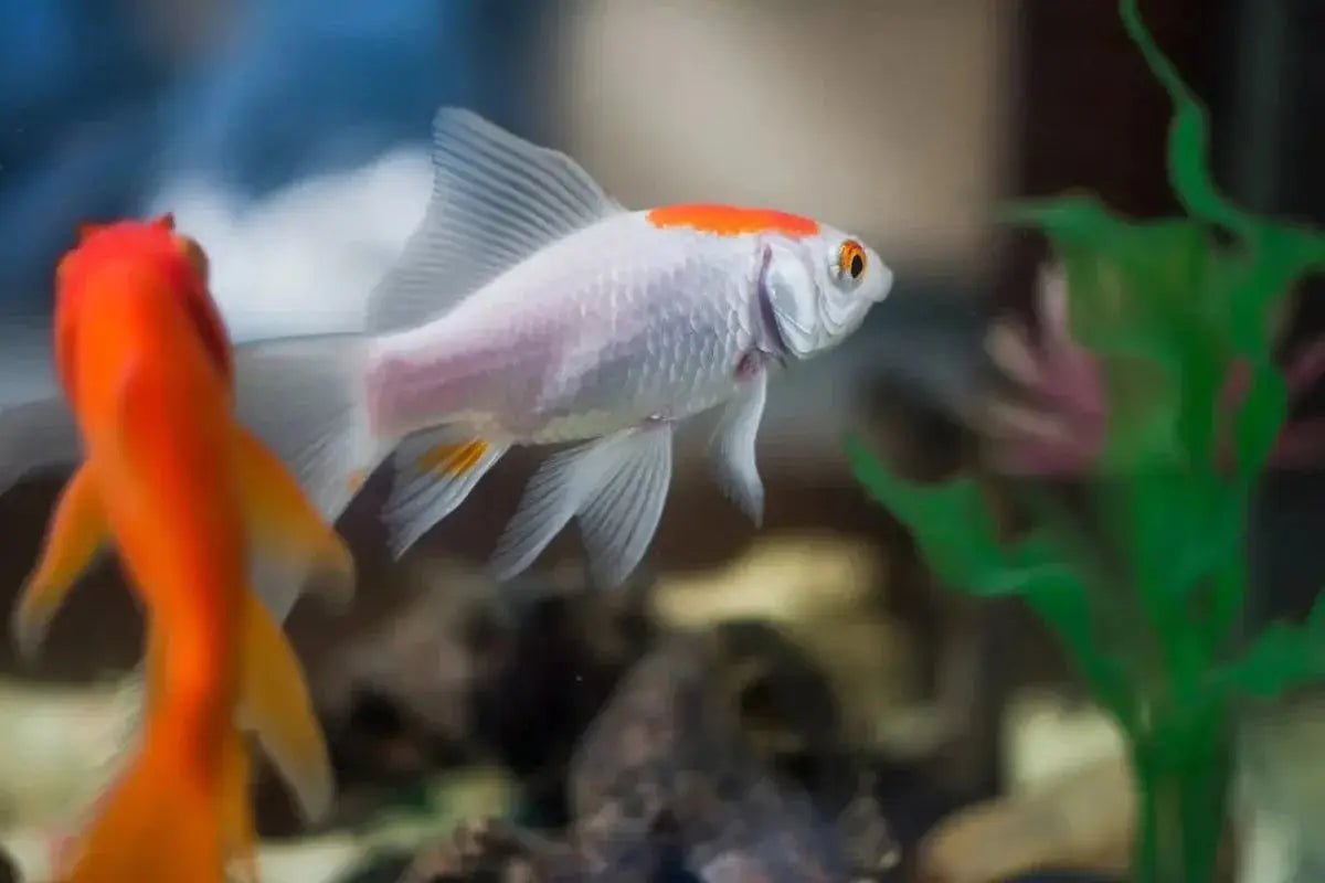 The Best Accessories for Your Fish Tank