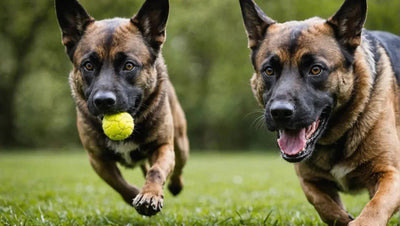 The Best Dog Toys for Aggressive Chewers - Talis Us