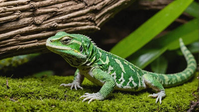 The Best Online Pet Store for Reptile Owners - Talis Us