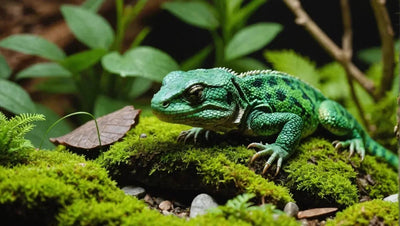 The Best Reptile Ornaments for Your Terrarium - Talis Us