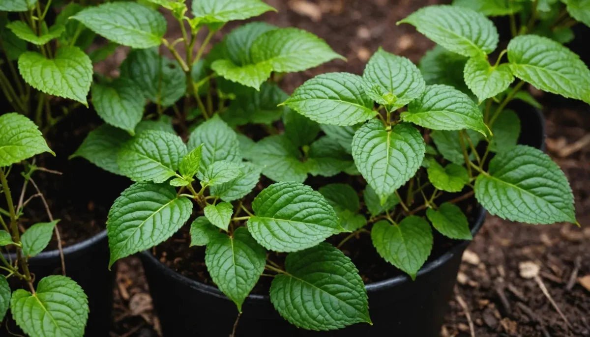 The Dripper - Exploring the Little and Big Varieties - Talis Us