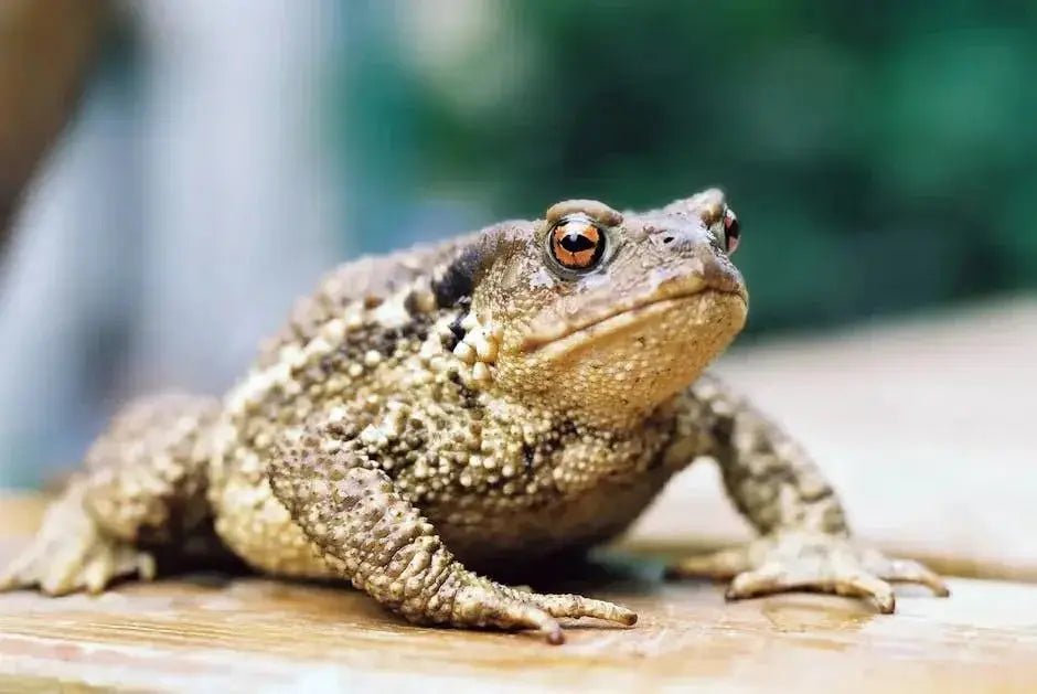 The Essentials of Building a Thriving Frog Habitat: What Every Pet Owner Should Know