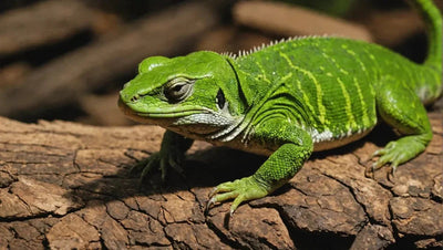The Importance of Reptile Food for a Thriving Pet - Talis Us