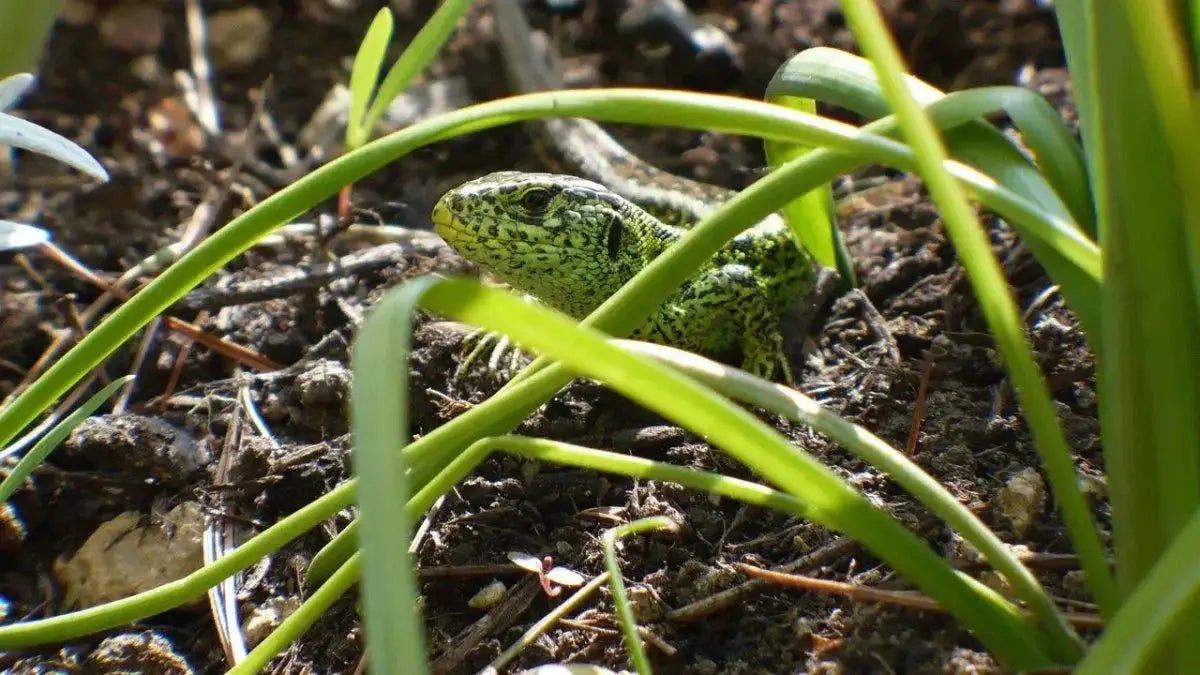 The Importance of Reptile Hides: Providing Shelter and Security for Your Reptilian Friends