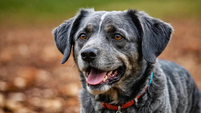 The Top Freeze-Dried Treats to Keep Your Pet Happy and Healthy - Talis Us