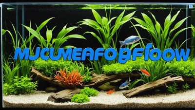 The Ultimate Aqueon Megaflow Review - Talis Us