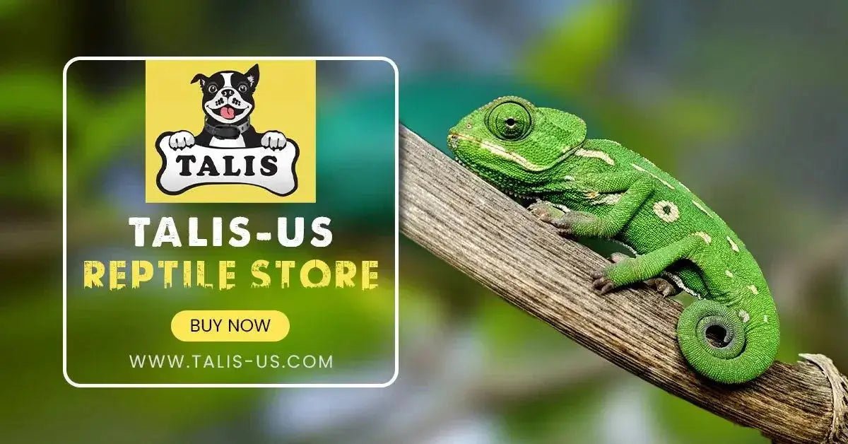 The Ultimate Guide to Creating the Perfect Habitat with Arcadia Reptile Products - Talis Us