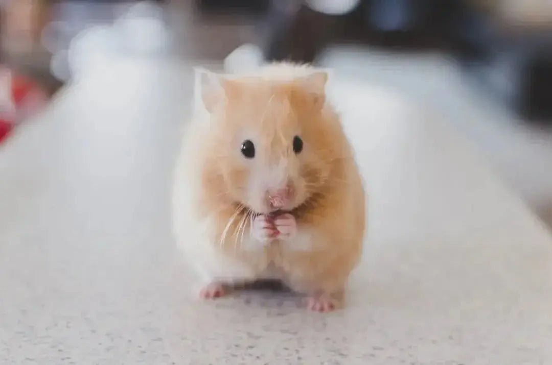 The Ultimate Guide to Pet Supplies Online