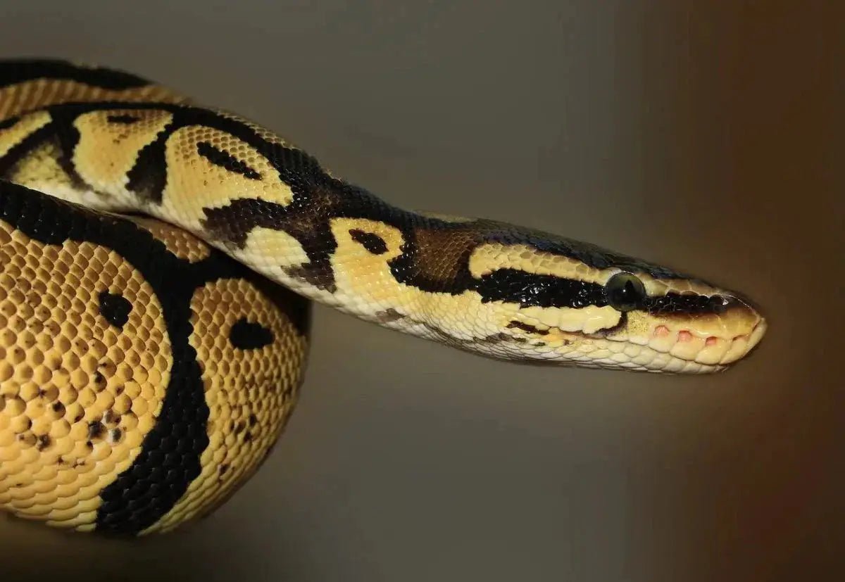 The Ultimate Guide to Using a Snake Hook Effectively