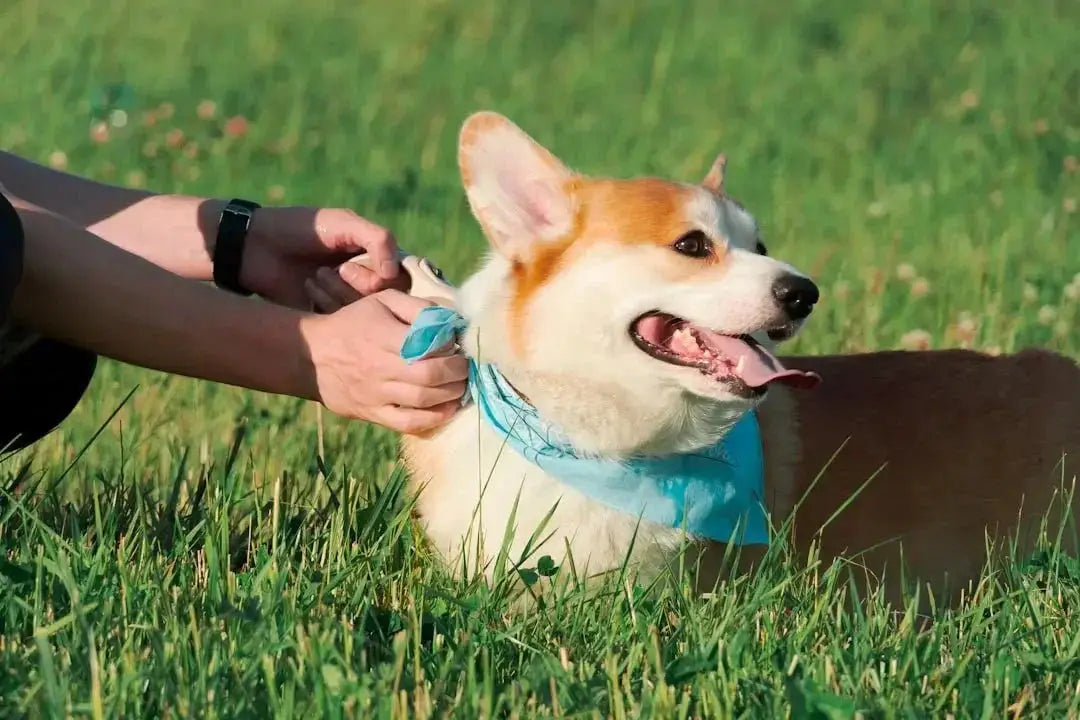 How to tie a bandana on a dog