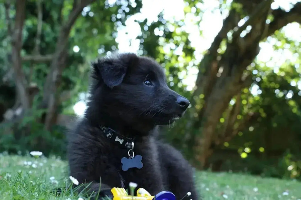 Top 10 Dog Foods for Sensitive Stomachs