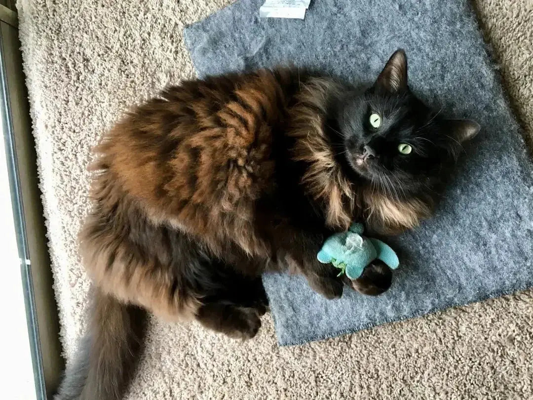 Top 10 Engaging Cat Toys for Play