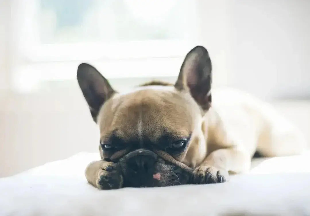 Top 10 Hypoallergenic Quiet Dog Breeds