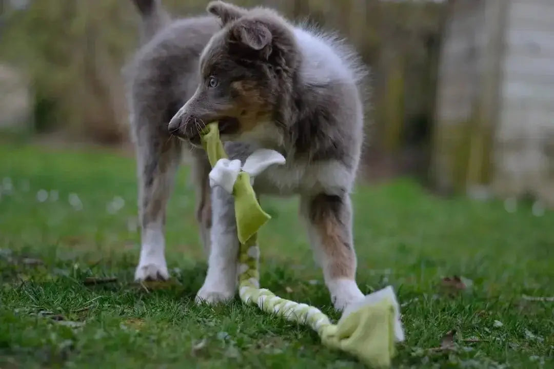 Top 10 Indestructible Dog Toys Reviewed