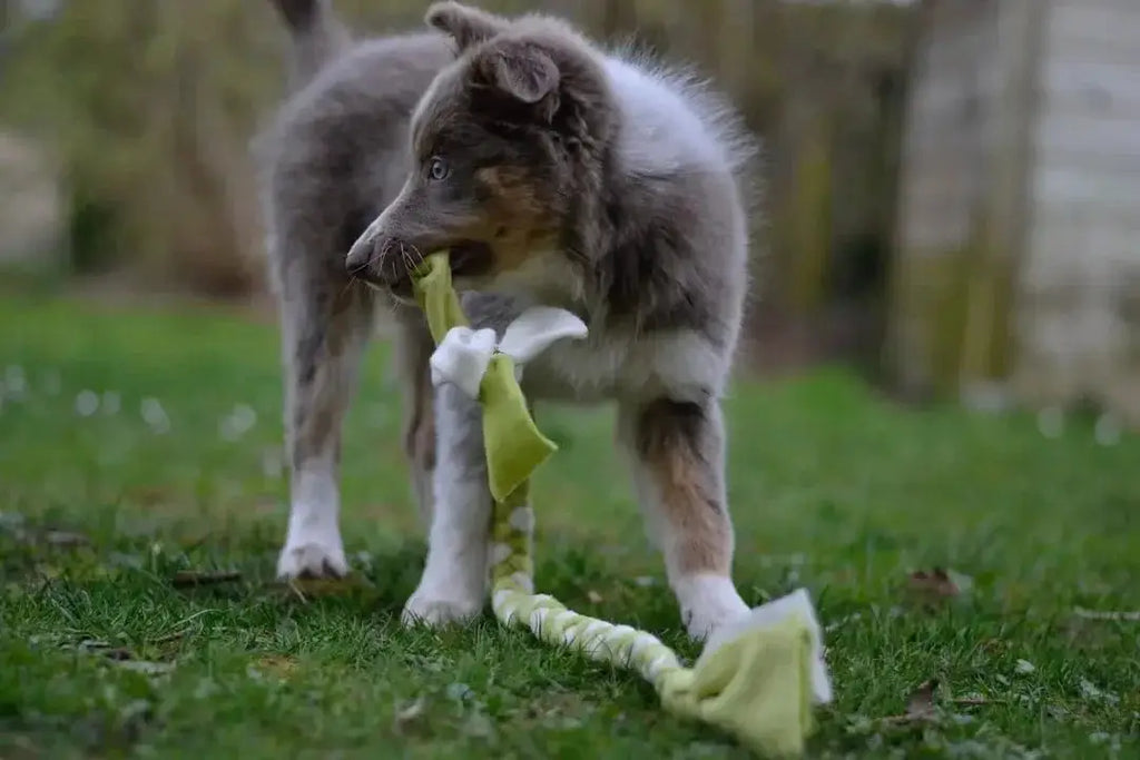 Top 10 Indestructible Dog Toys Reviewed