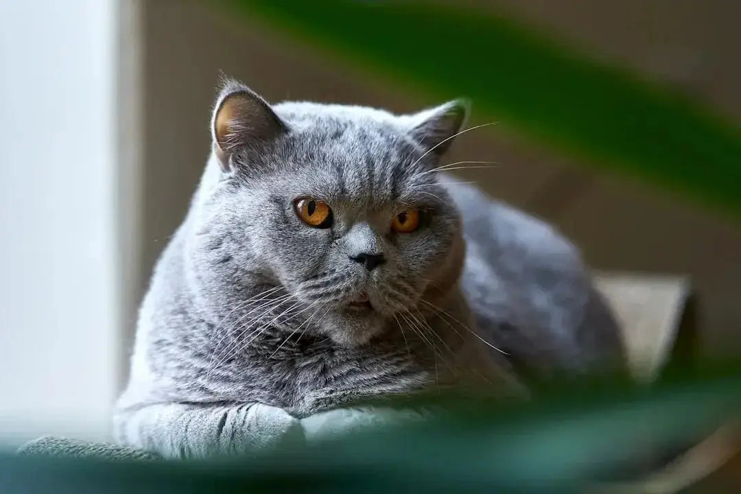 Top 10 most expensive cat breeds in the world