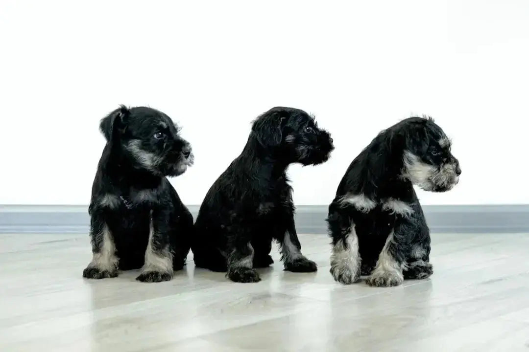 Top 10 Most Expensive Dog Breeds in the World