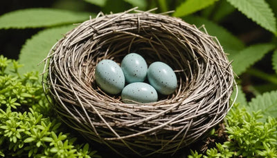 Top 10 Nest Inserts for Ants You Need for Your Antkeeping Journey - Talis Us