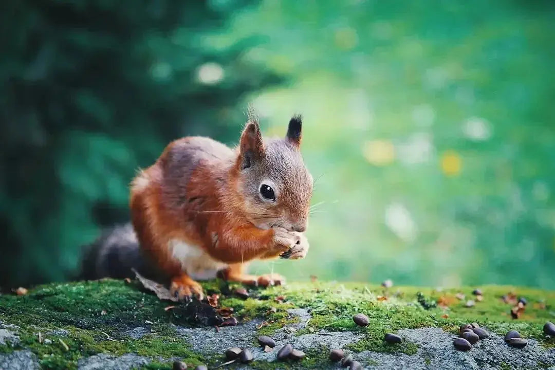 Top 10 Nutritious Foods for Squirrels