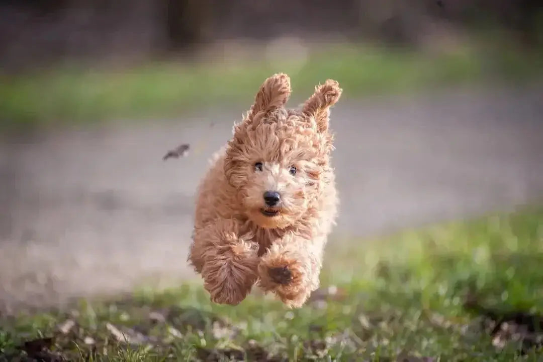 Top 10 Pet Food Brands of 2023