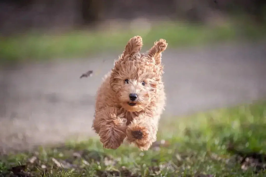 Top 10 Pet Food Brands of 2023