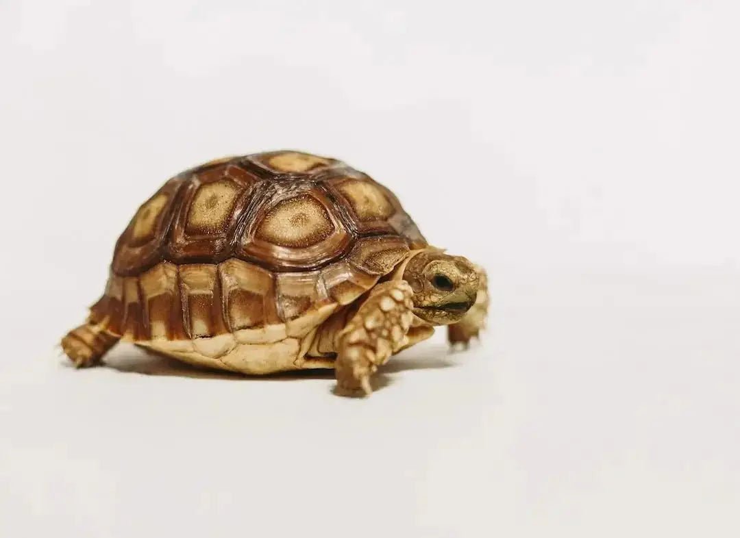 Top 3 Affordable 10 Gallon Reptile Aquarium Kits