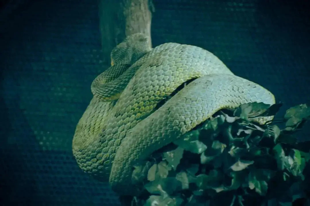 Top 5 Humidifiers for Reptile Habitats