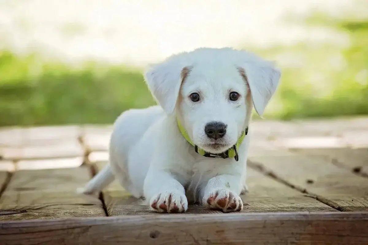Top 5 Must-Have Pet Products for Your Furry, Feathered, and Scaled Friends