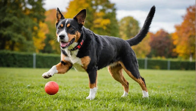 Top 5 Training Treats for Well-Behaved Dogs - Talis Us