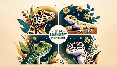 Top 6 Reptile Pets for Beginners: Anoles, Geckos, and More - Talis Us