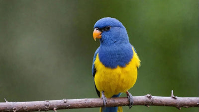 Top 7 Bird Supplies to Keep Your Feathered Friend Happy - Talis Us