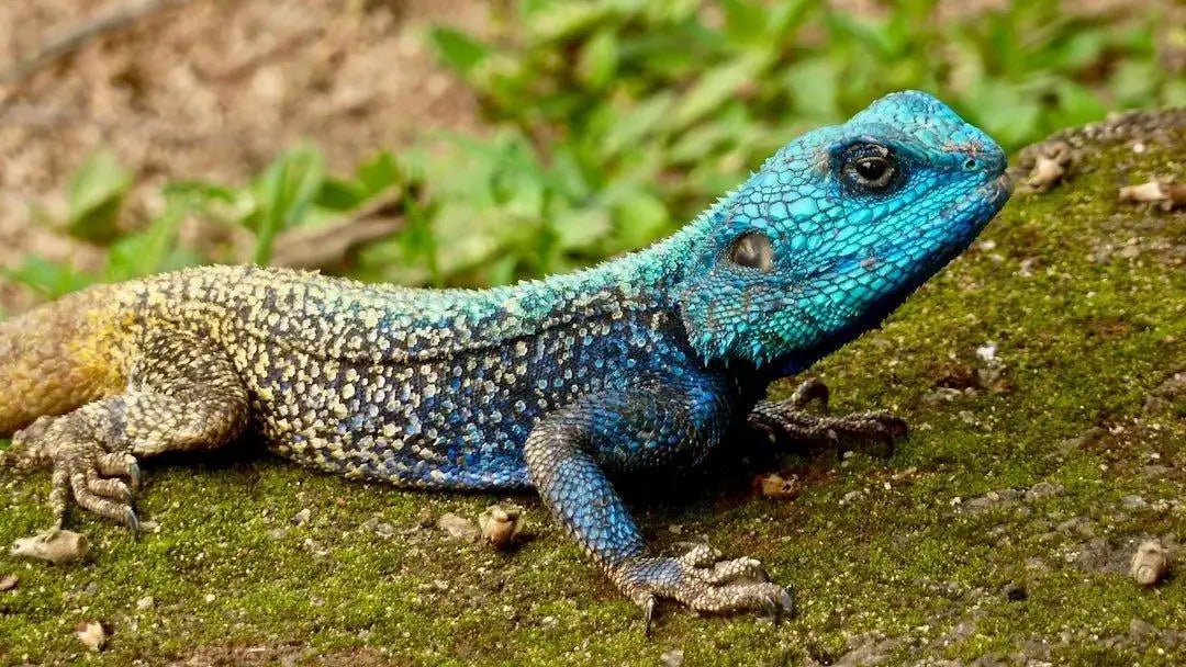 Top 7 Cool Reptile Pets for Modern Hobbyists