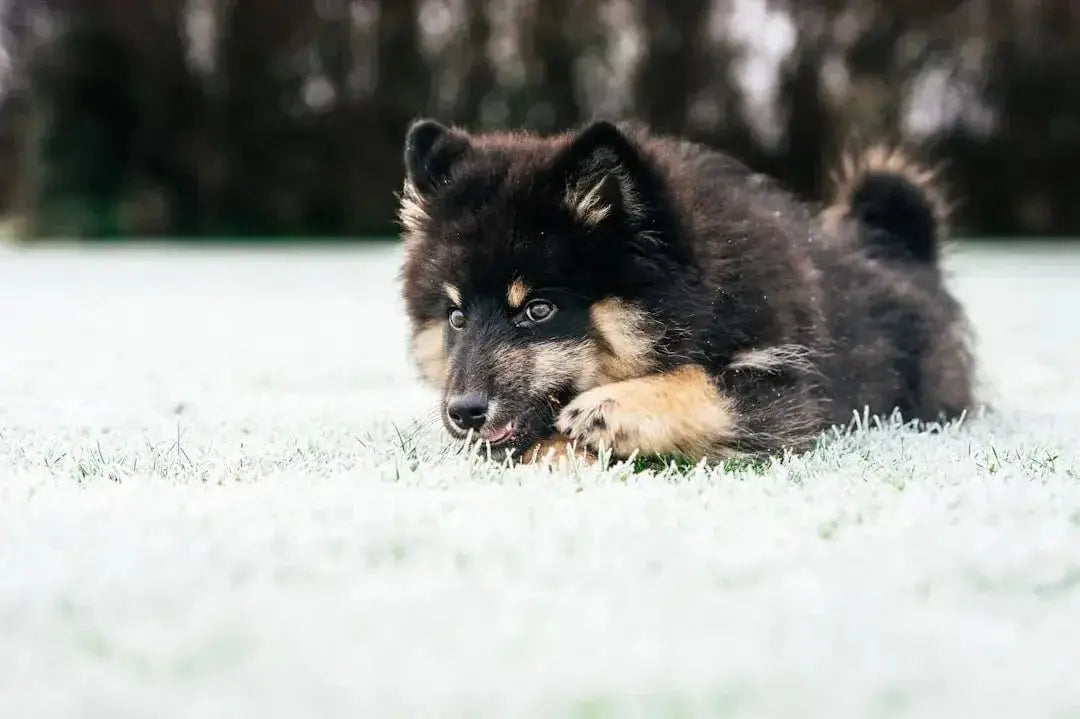 Top 7 Kong Dog Toys for Aggressive Chewers