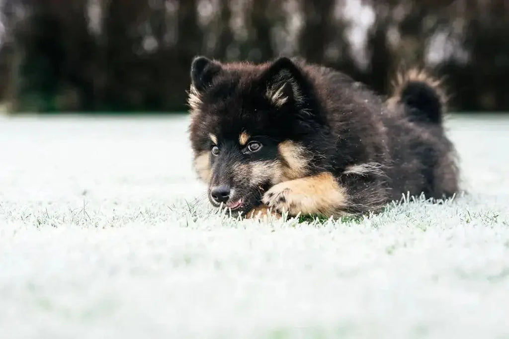 Top 7 Kong Dog Toys for Aggressive Chewers