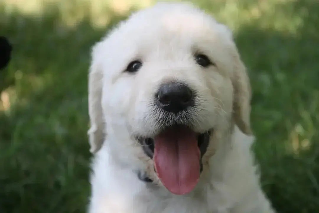 Top Big Dog Breeds That Don't Shed