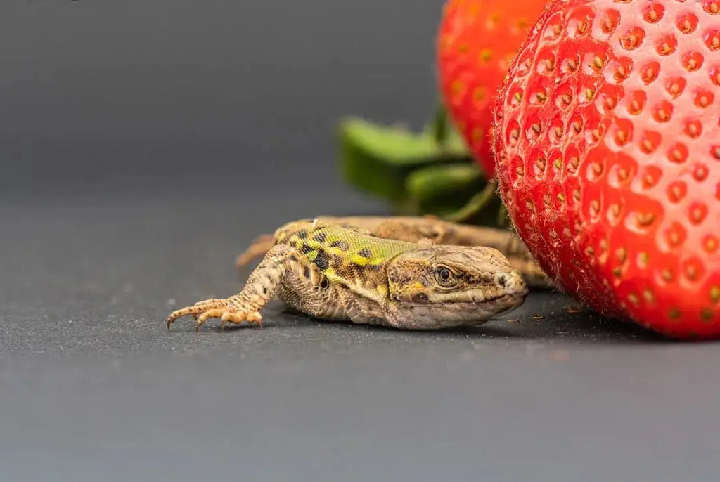 Top Brands for Nutritious Reptile Food and Essential Accessories